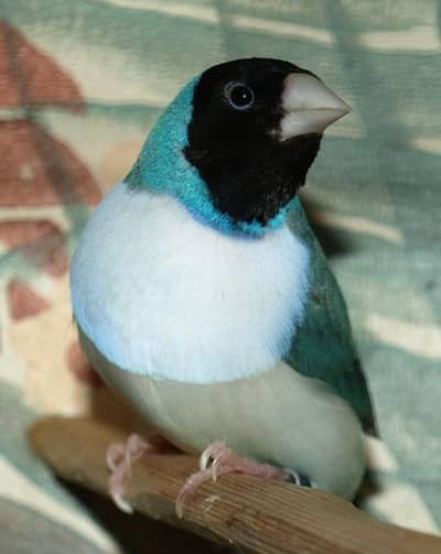 Gouldian finches all colors |Colorful finches|All mutations|chicks