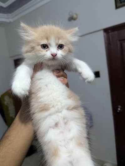 Persian Kittens | DOUBLE COATED AND EXTRA FLUFFY