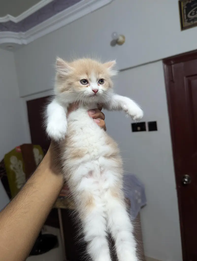 Persian Kittens | DOUBLE COATED AND EXTRA FLUFFY — photo 2