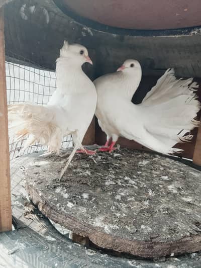 White Indian lakky breeder pair