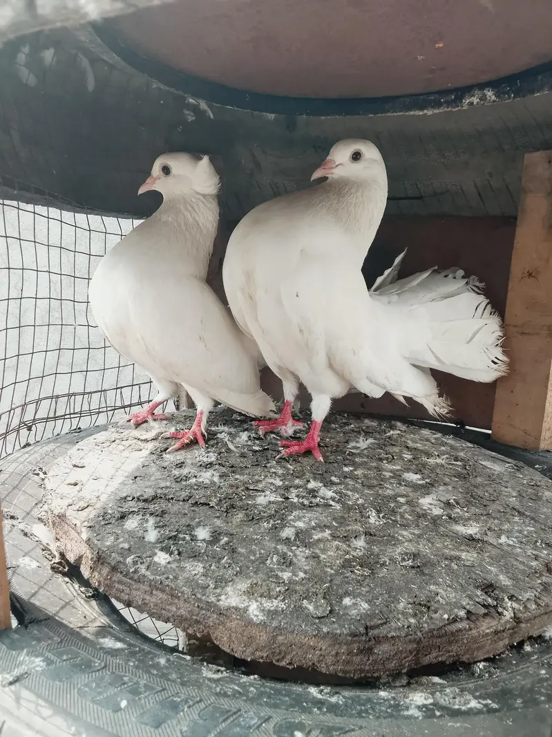 White Indian lakky breeder pair — photo 2