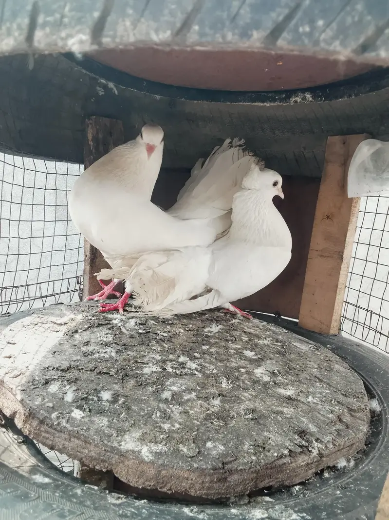 White Indian lakky breeder pair — photo 3