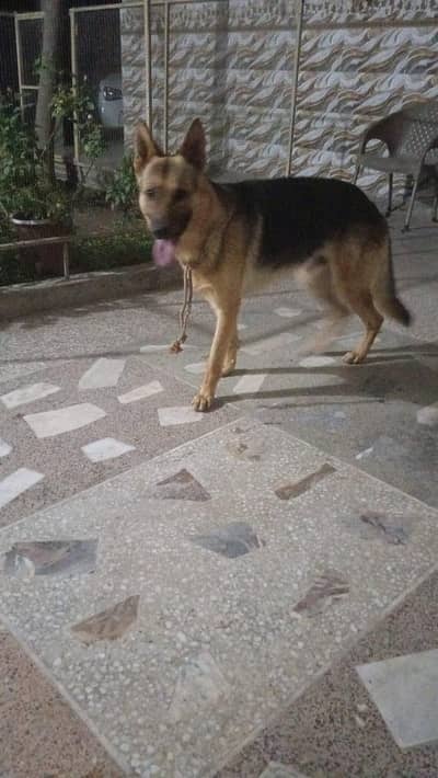 male aur female dog for cell Rs40,000