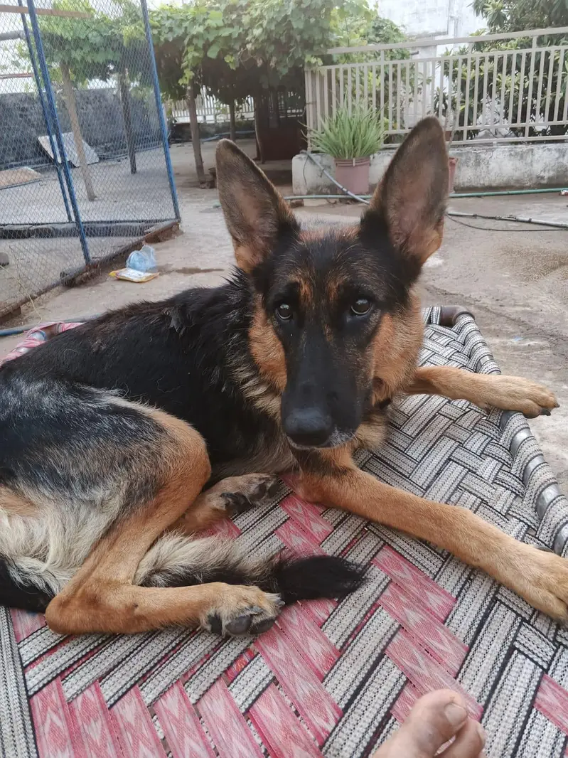 male aur female dog for cell Rs40,000 — photo 2
