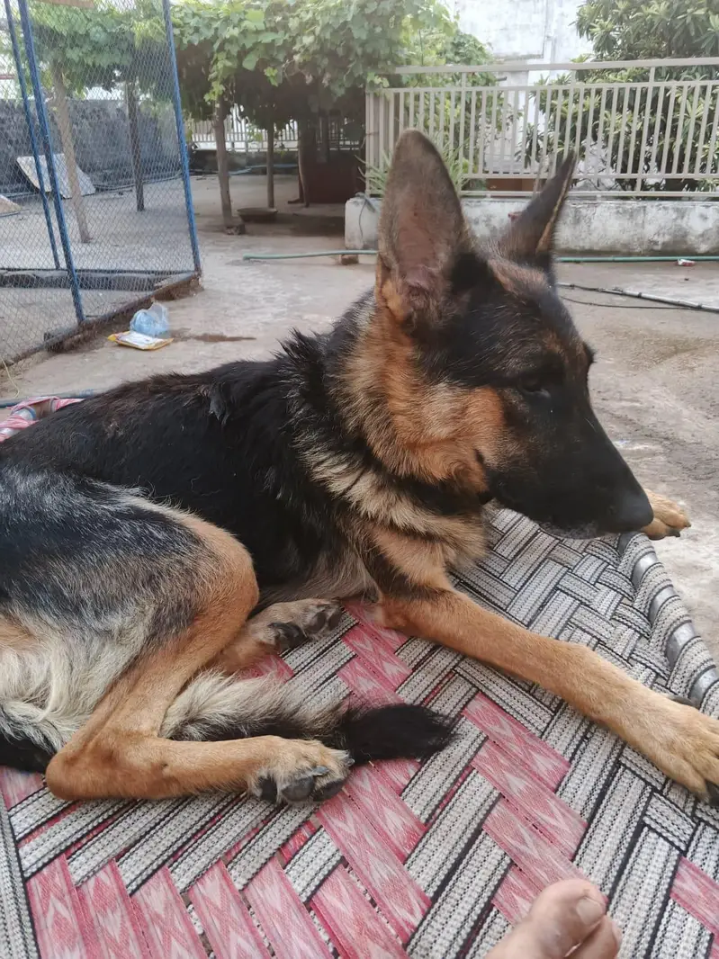 male aur female dog for cell Rs40,000 — photo 3