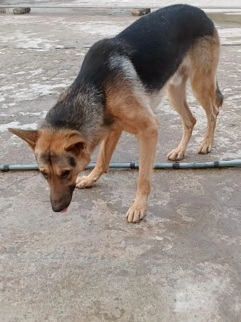 male aur female dog for cell Rs40,000 — photo 4