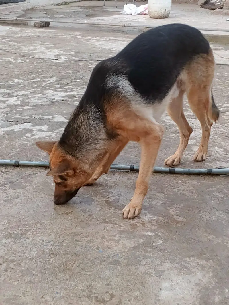 male aur female dog for cell Rs40,000 — photo 5