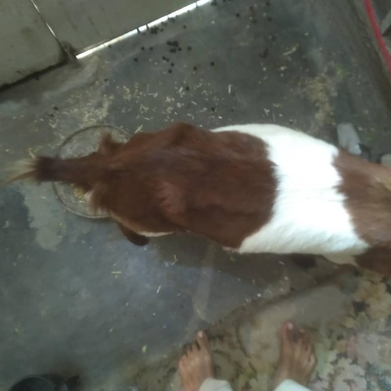 2 dant path first timer bakri 4