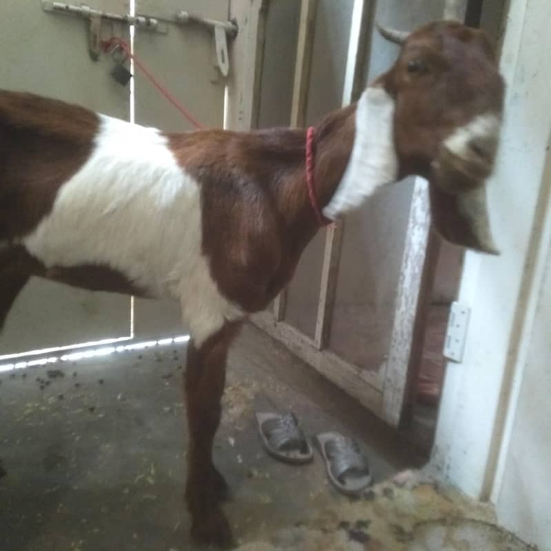 2 dant path first timer bakri 7