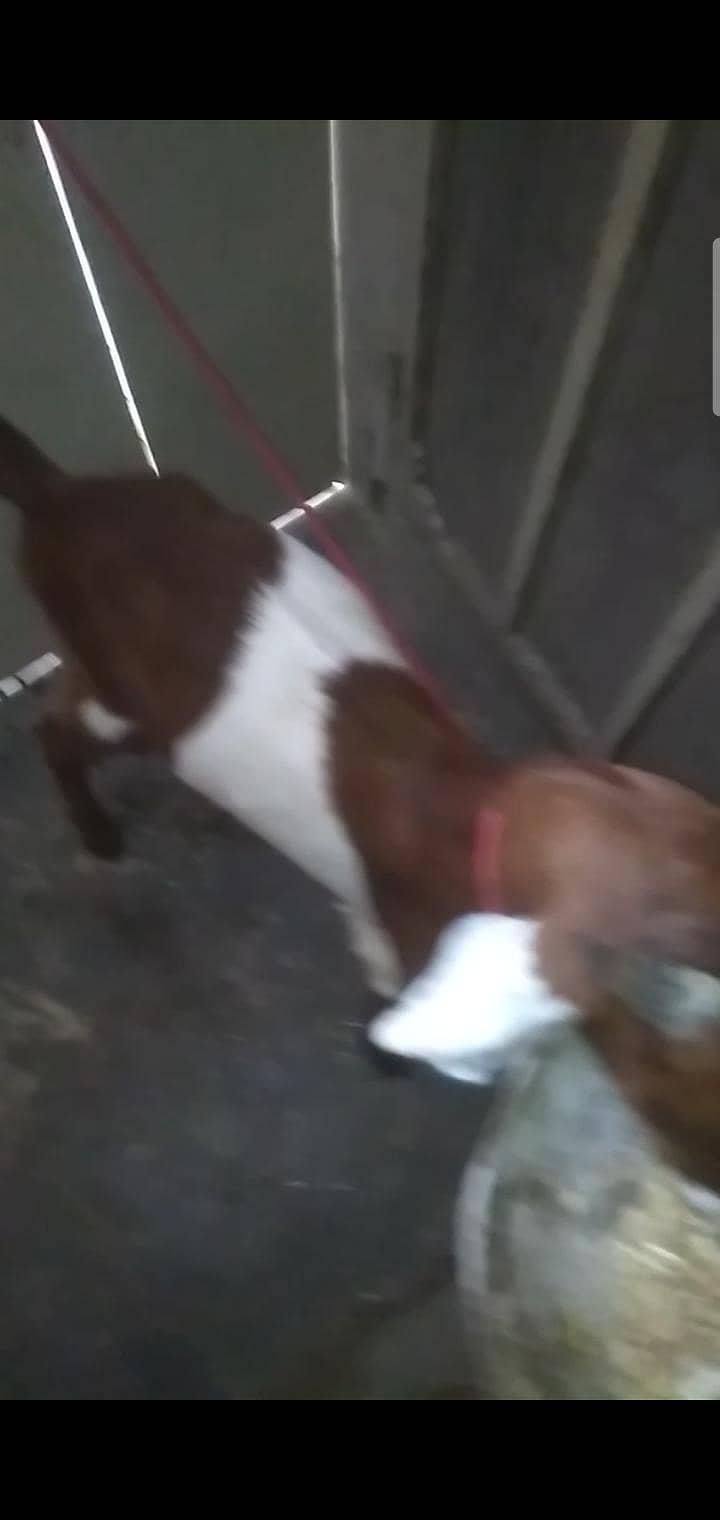 2 dant path first timer bakri 14