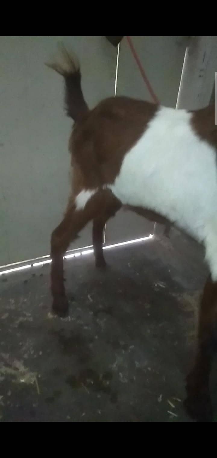 2 dant path first timer bakri 15