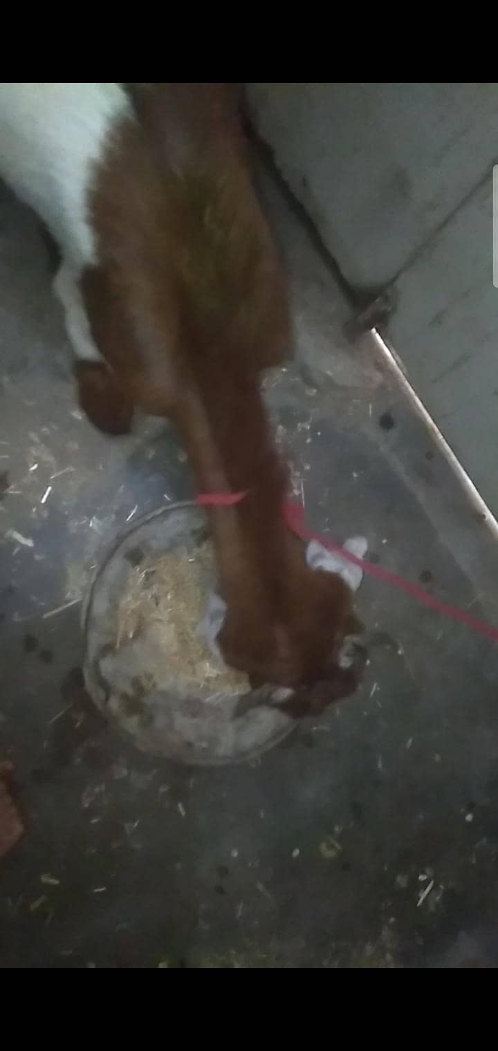 2 dant path first timer bakri 16