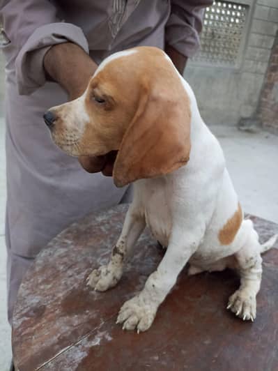 pure pointer puppies available