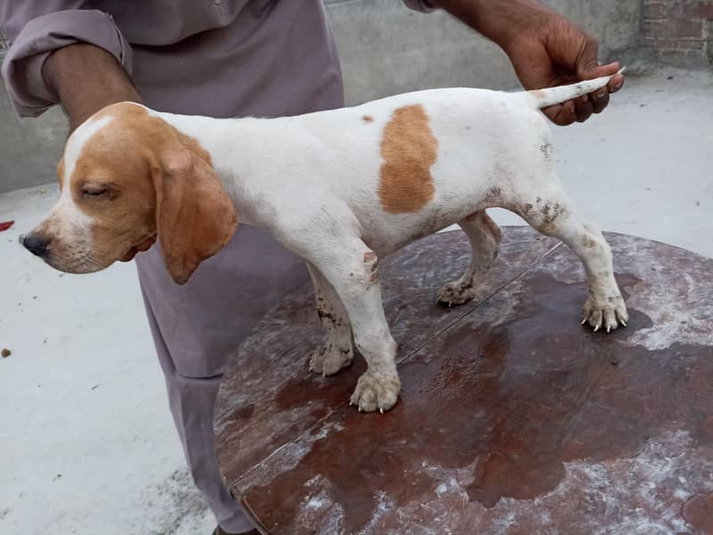 pure pointer puppies available 3