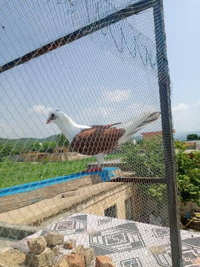 fancy pigeon