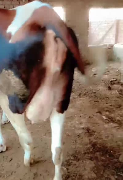 first timer cow