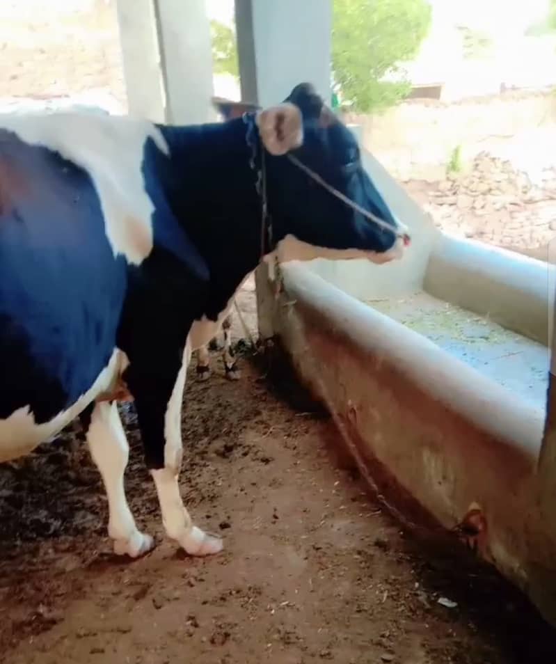 first timer cow 1