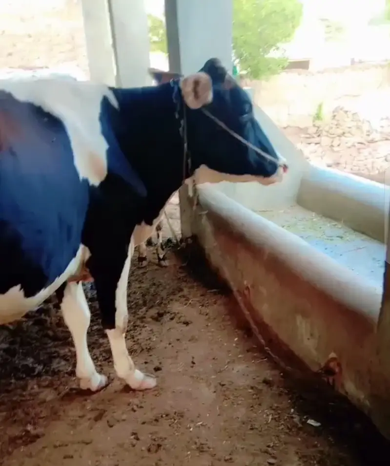 first timer cow — photo 2