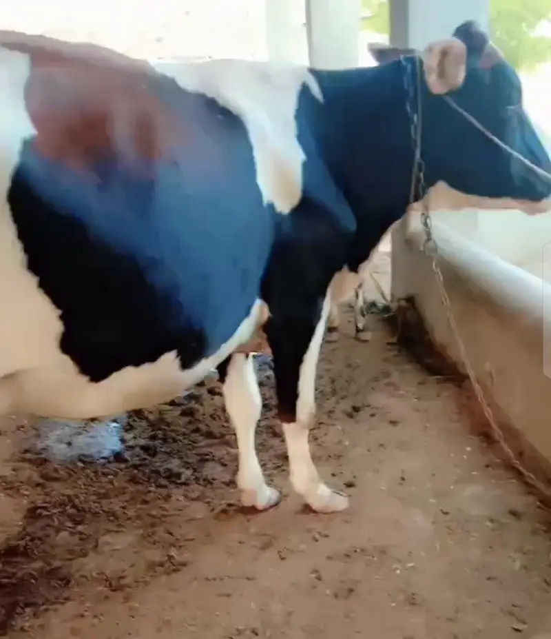 first timer cow — photo 3