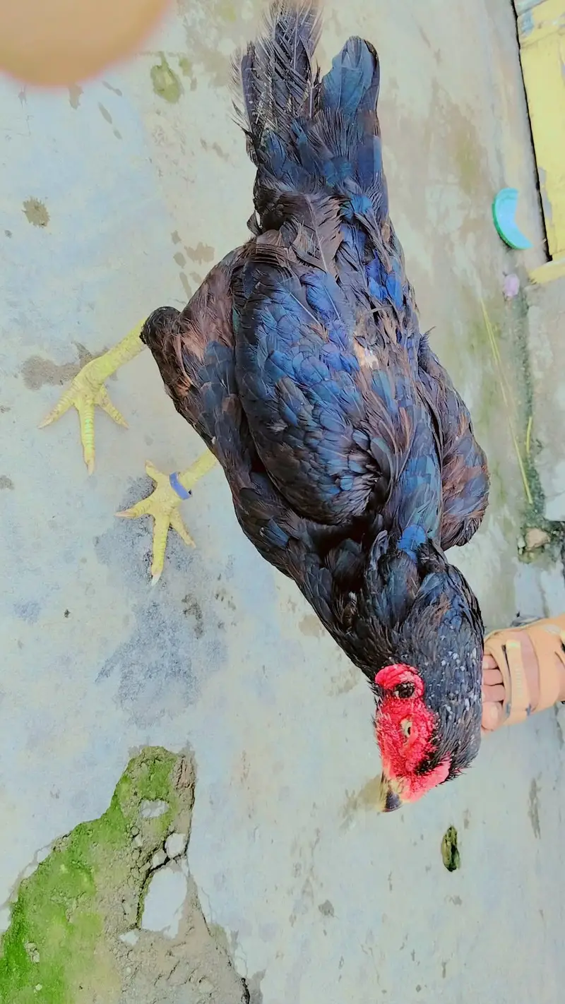 Aseel Hen — photo 2