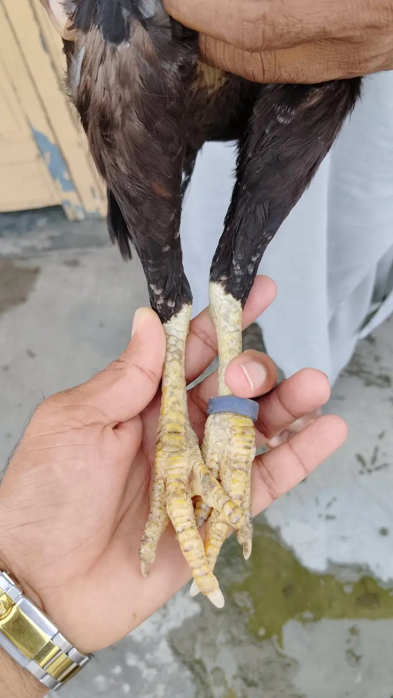 Aseel Hen — photo 4