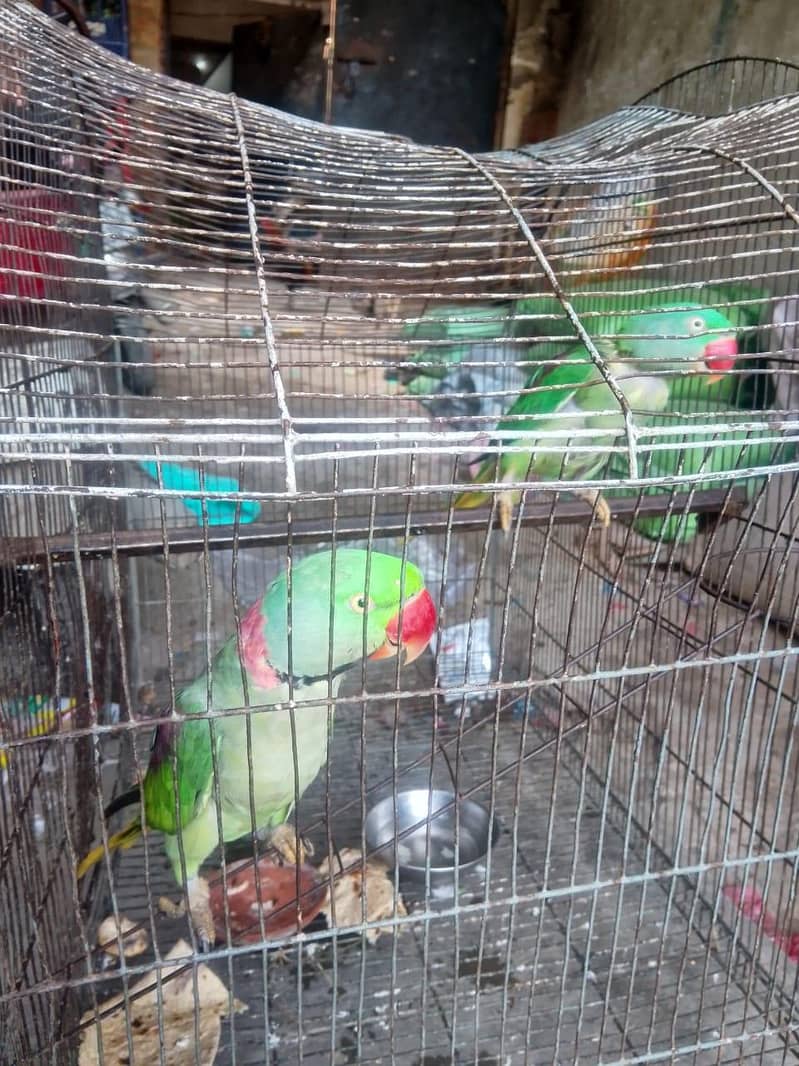 parrot 0