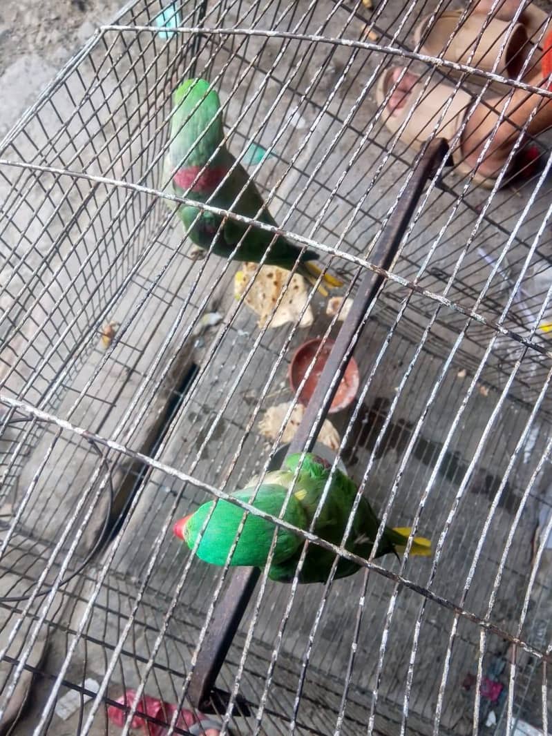 parrot 1