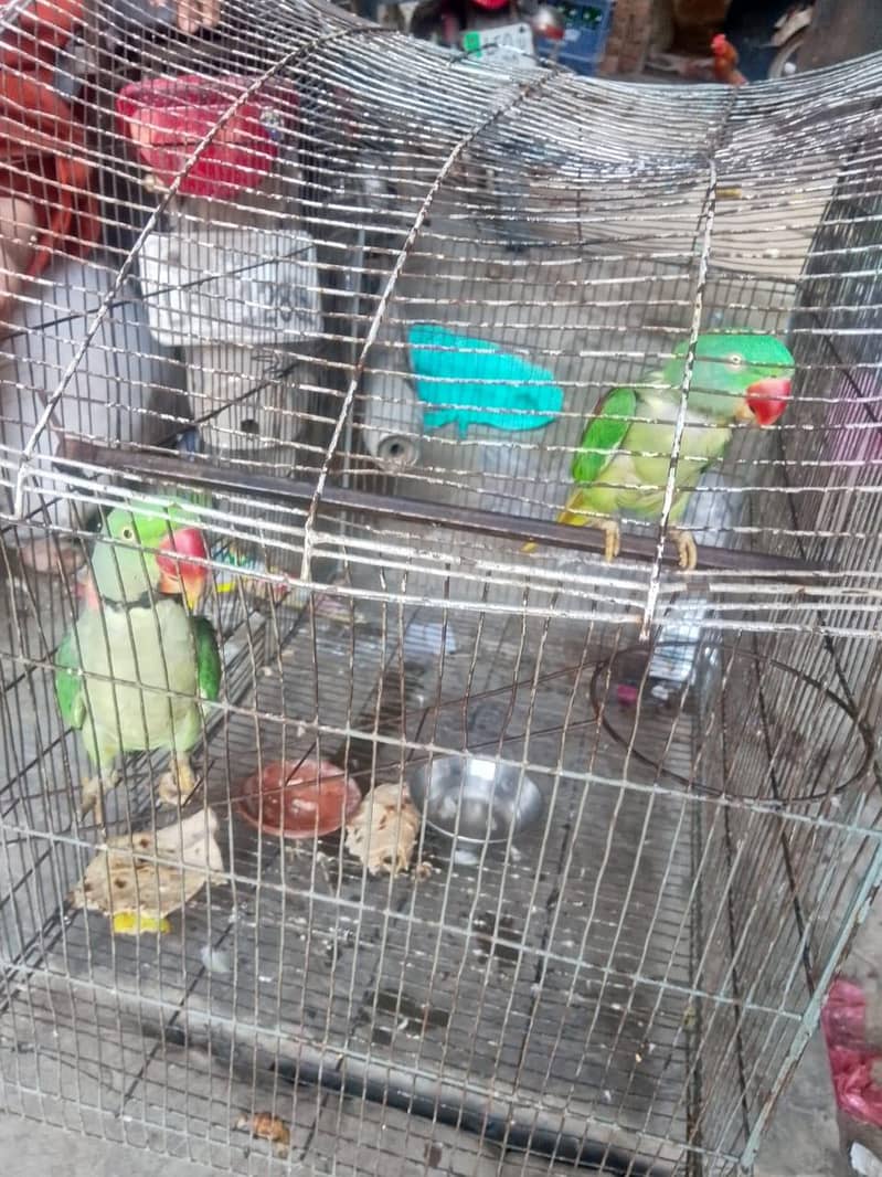 parrot 2