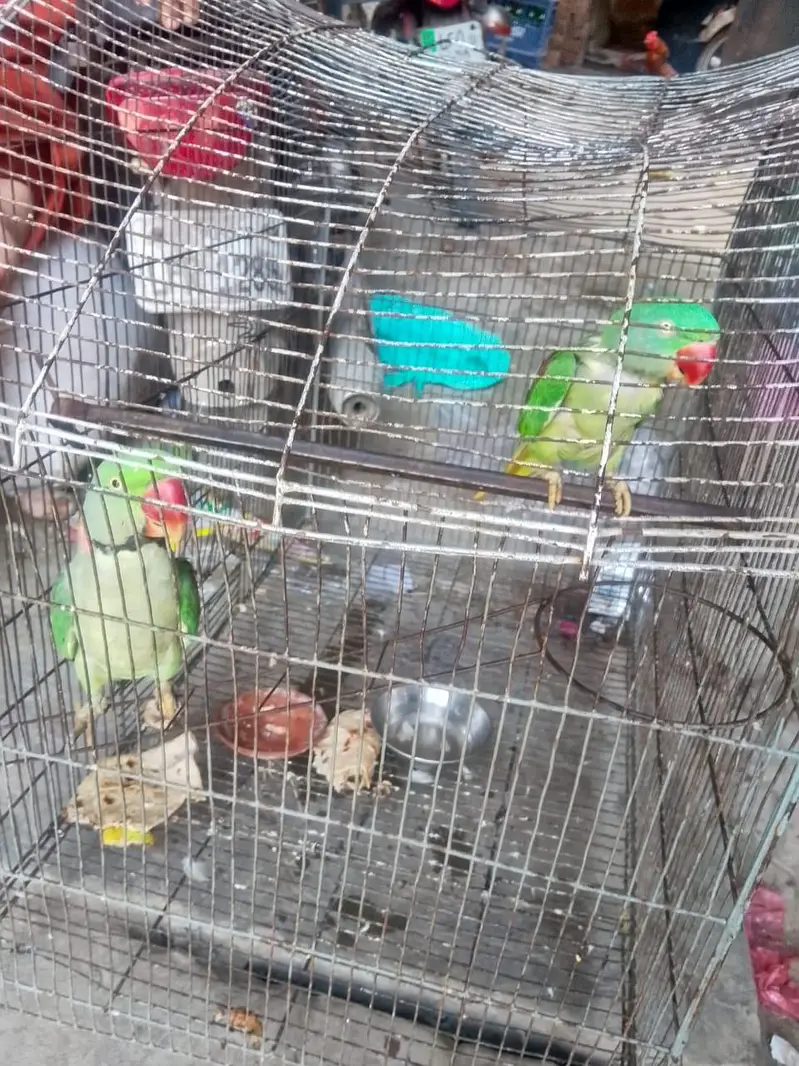 parrot — photo 3