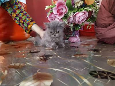 Persian kitten