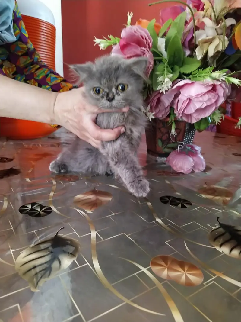 Persian kitten — photo 2