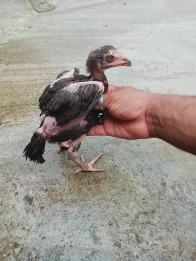 5 chicks for sale 03405965839 whatsapp