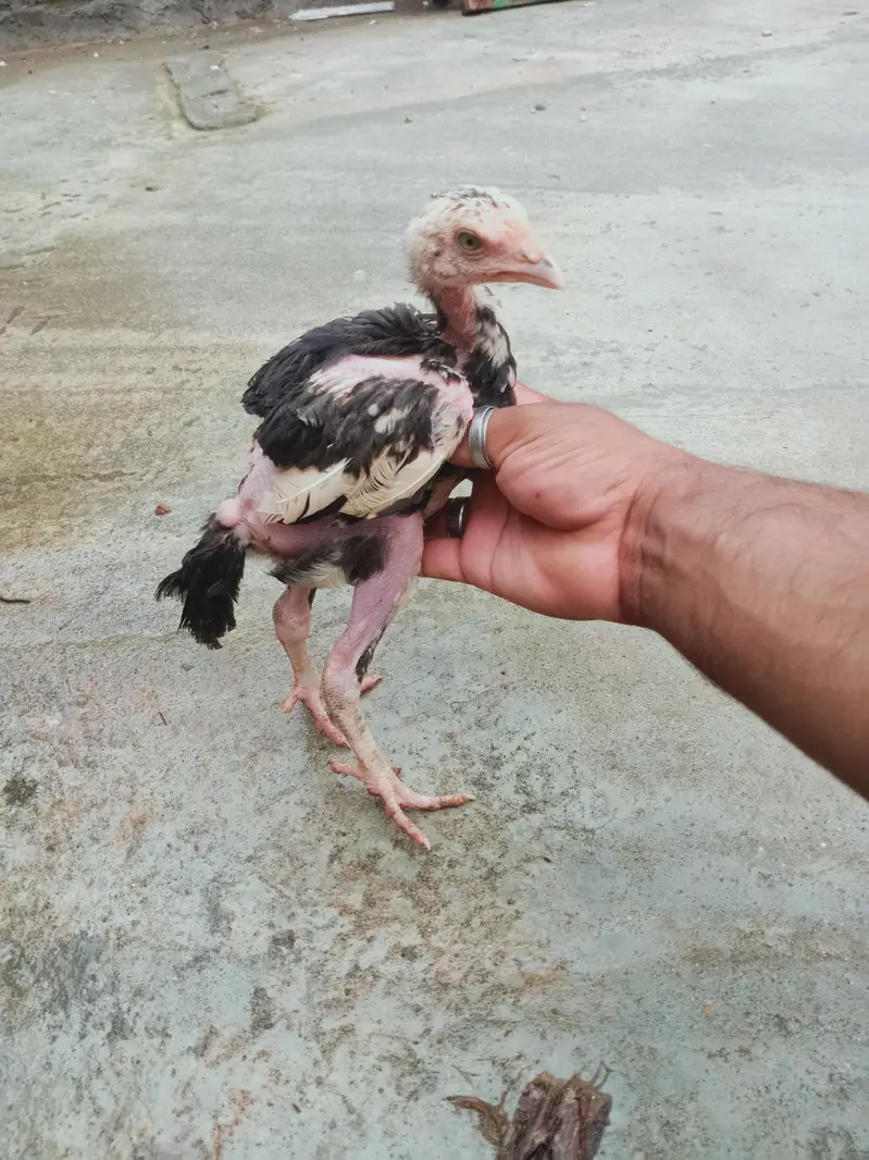 5 chicks for sale 03405965839 whatsapp — photo 2