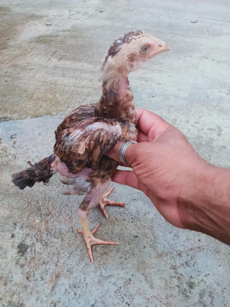 5 chicks for sale 03405965839 whatsapp — photo 3