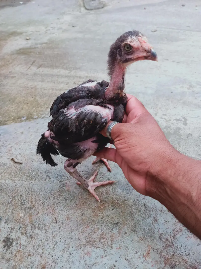 5 chicks for sale 03405965839 whatsapp — photo 4