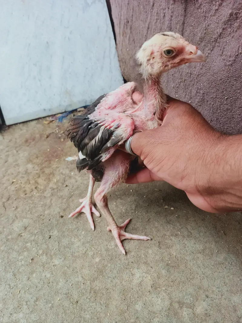5 chicks for sale 03405965839 whatsapp — photo 5