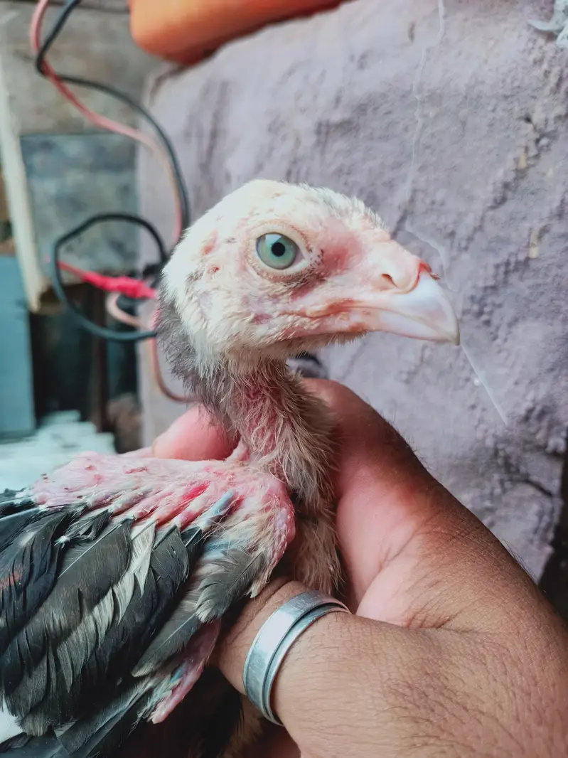 5 chicks for sale 03405965839 whatsapp — photo 6