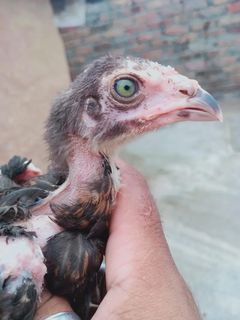 5 chicks for sale 03405965839 whatsapp — photo 7