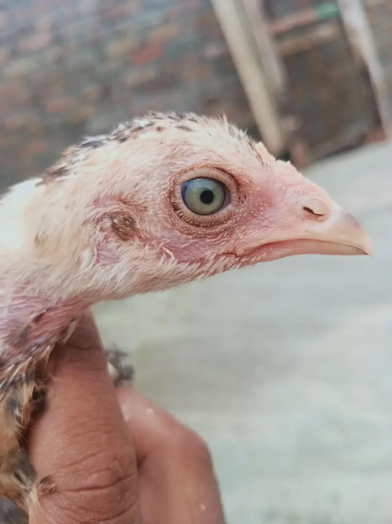 5 chicks for sale 03405965839 whatsapp — photo 8