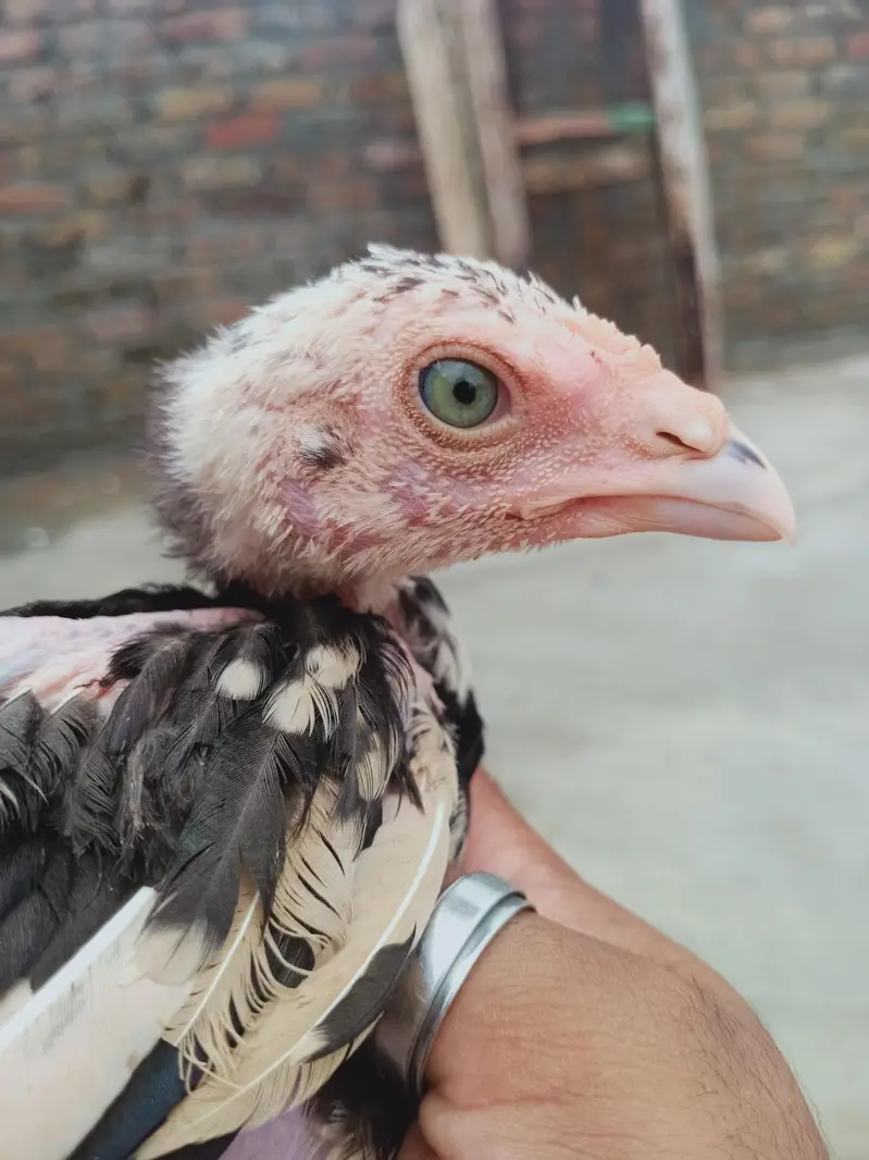 5 chicks for sale 03405965839 whatsapp — photo 9