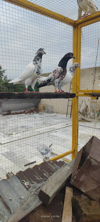 breeder pair jonsiri teddy female or lakha teddy male