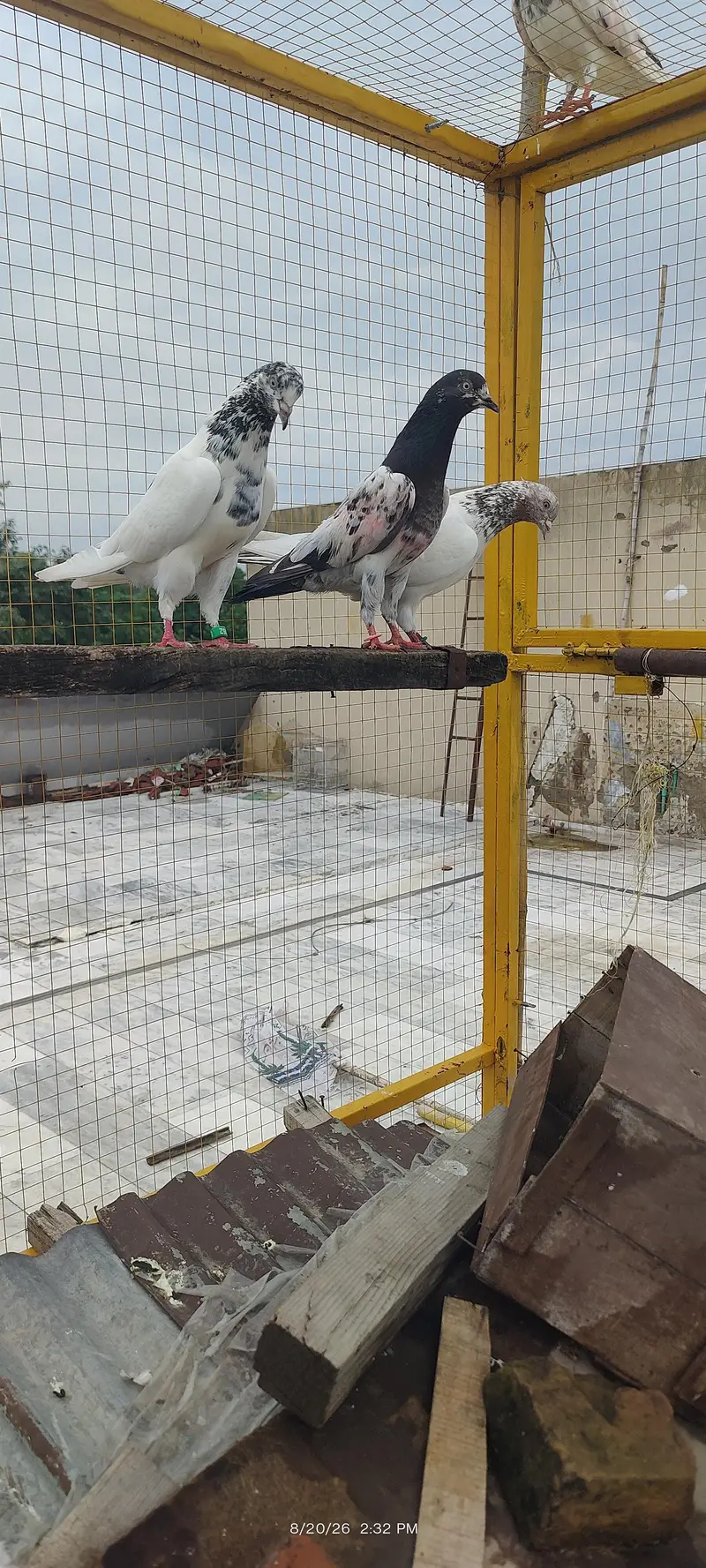 breeder pair jonsiri teddy female or lakha teddy male — photo 2