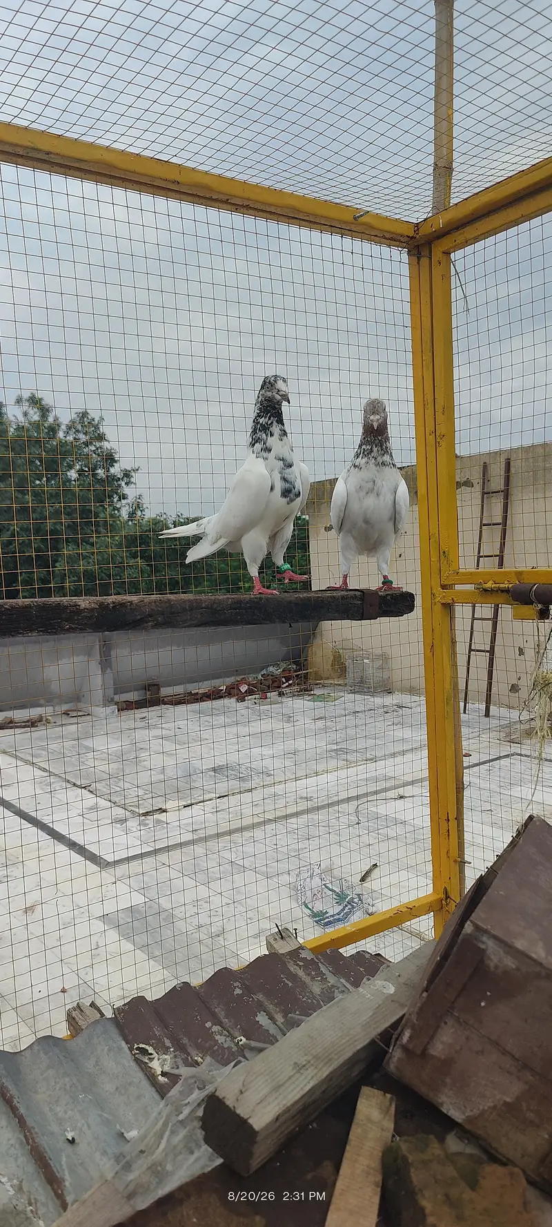 breeder pair jonsiri teddy female or lakha teddy male — photo 3