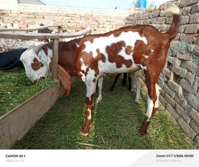 Breeder full active