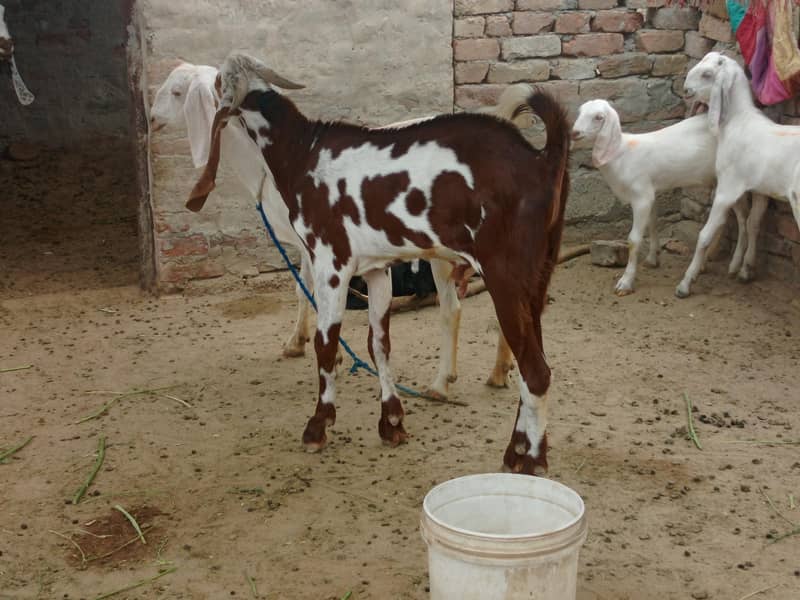 Breeder full active 2