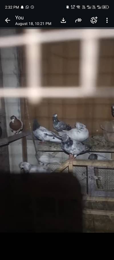 20 pigeons in just 20k
