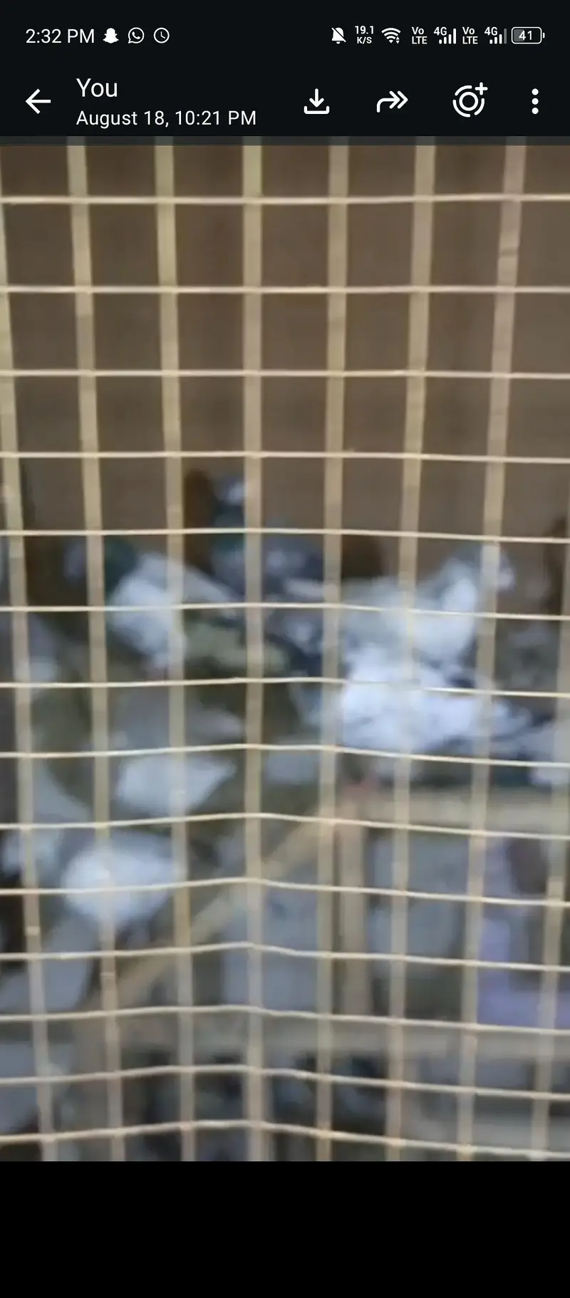 20 pigeons in just 20k — photo 2