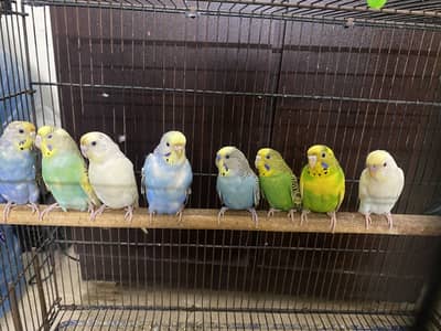 Australian parrot