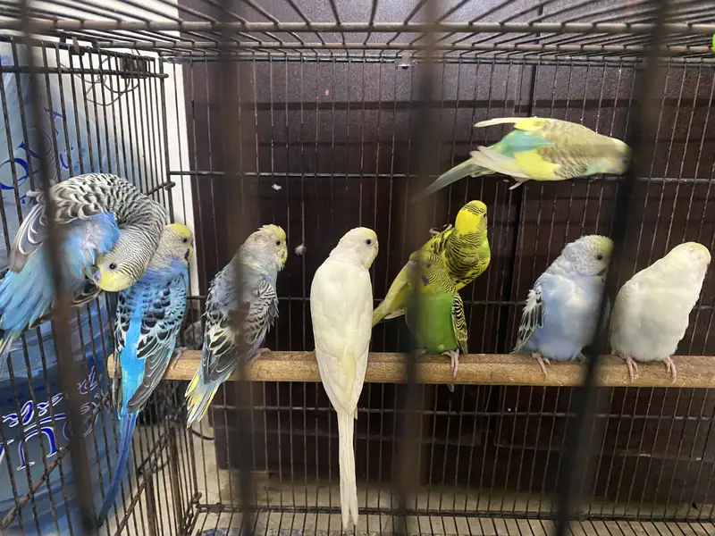 Australian parrot — photo 2