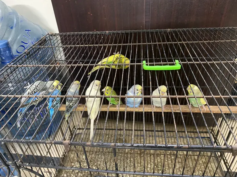 Australian parrot — photo 4